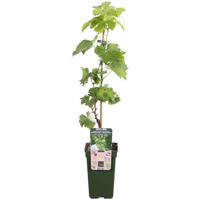 Weiße Traube (Vitis vinifera) (L)