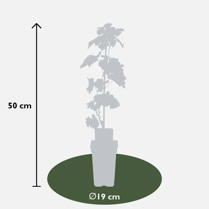 Weiße Traube (Vitis vinifera) (L)
