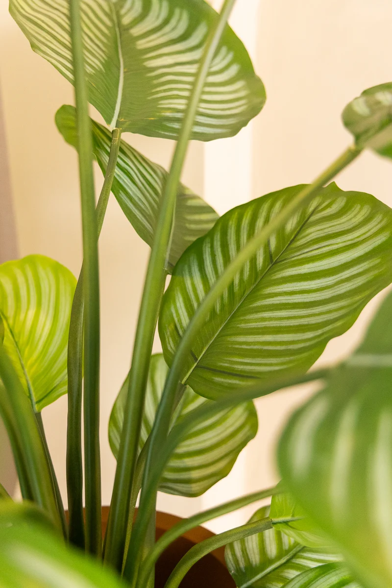 Calathea Kunstpflanze 80cm