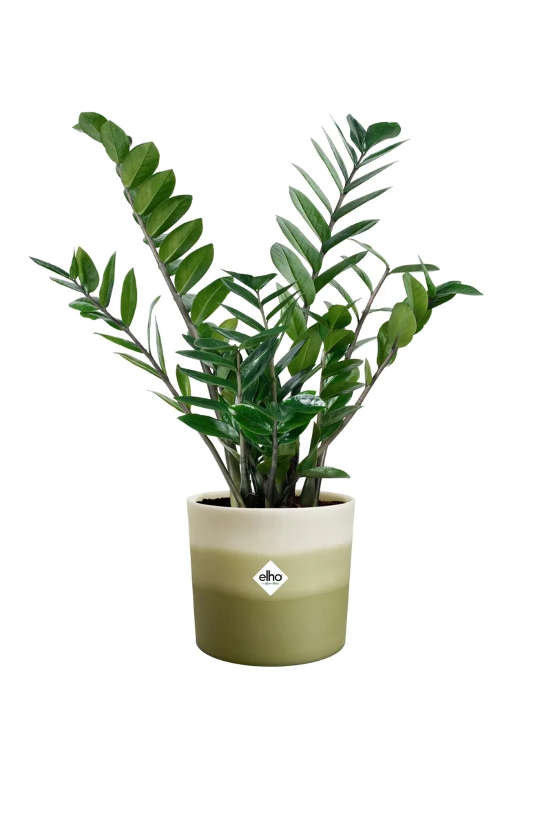 Blumentopf Elho Colour Gradient Rund 16cm Bambusgrün
