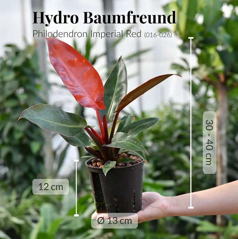 4er Box Hydro Colour Trends