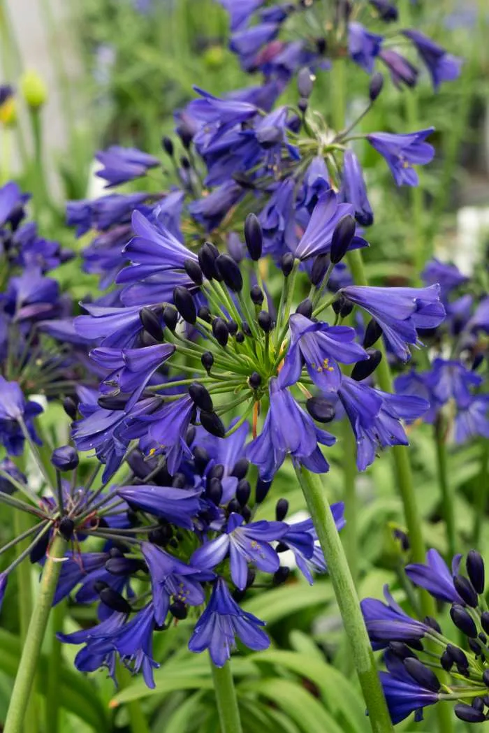 Agapanthus "Midnight Sky" (Schmucklilie) (M)