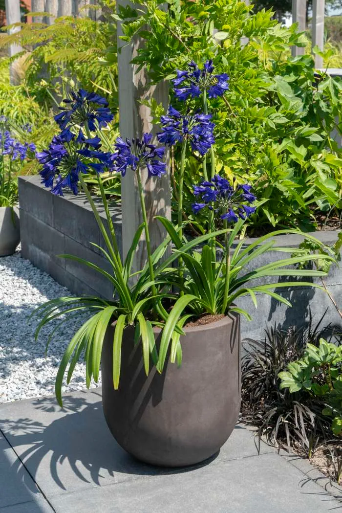 Agapanthus "Midnight Sky" (Schmucklilie) (M)