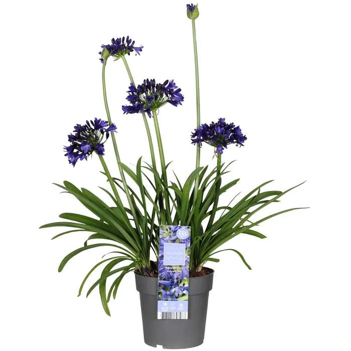 Agapanthus "Midnight Sky" (Schmucklilie) (M)