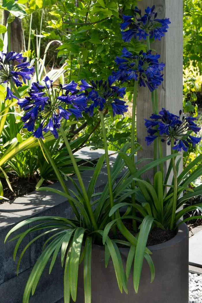 Agapanthus "Midnight Sky" (Schmucklilie) (M)