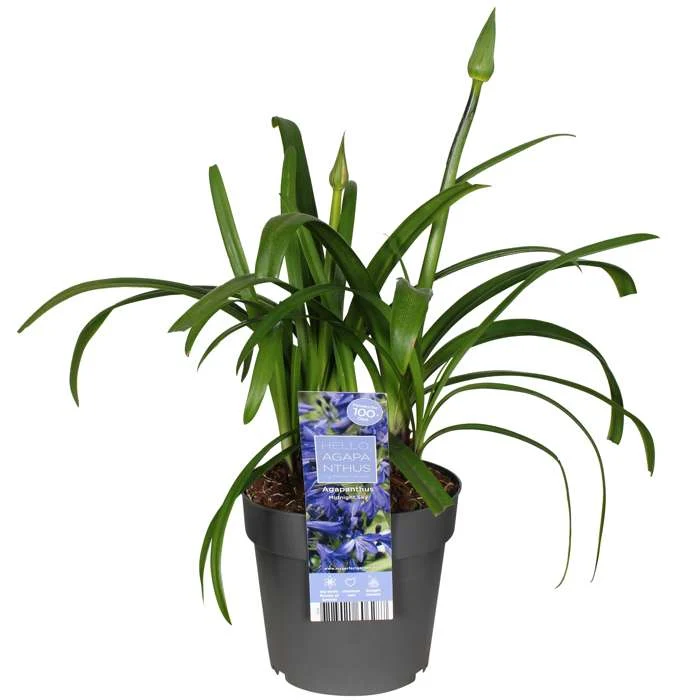 Agapanthus "Midnight Sky" (Schmucklilie) (M)