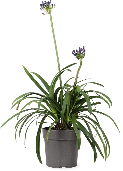 Agapanthus "Midnight Sky" (Schmucklilie) (M)