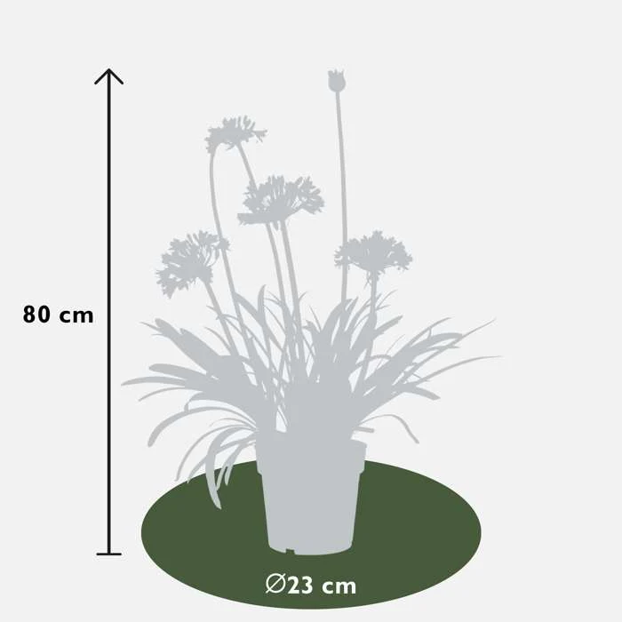 Agapanthus "Midnight Sky" (Schmucklilie) (M)