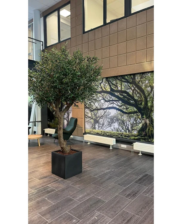 Kunst Olijfboom zonder olijven 270 cm