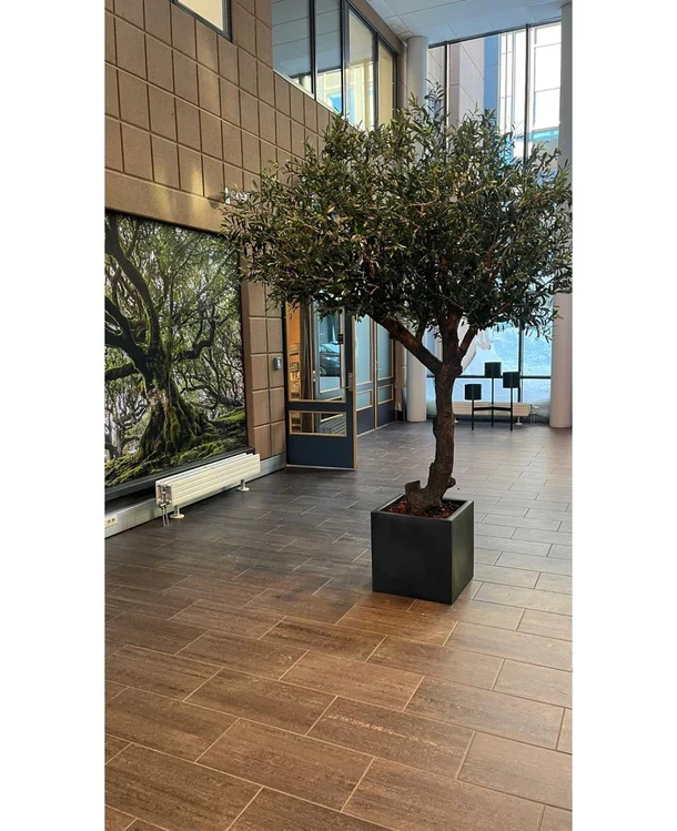 Kunst Olijfboom zonder olijven 270 cm