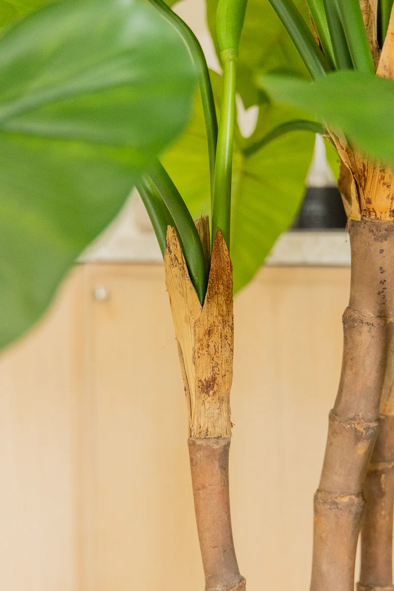 Alocasia Kunstpflanze 140cm