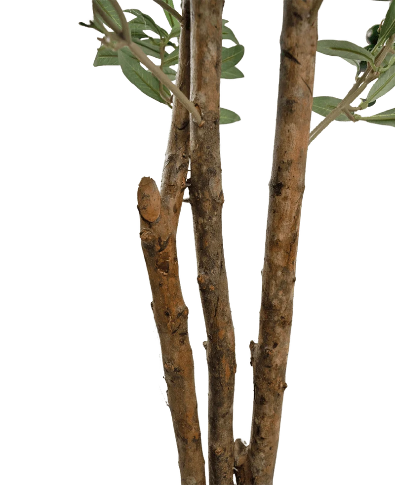 Künstlicher Olivenbaum 180 cm UV