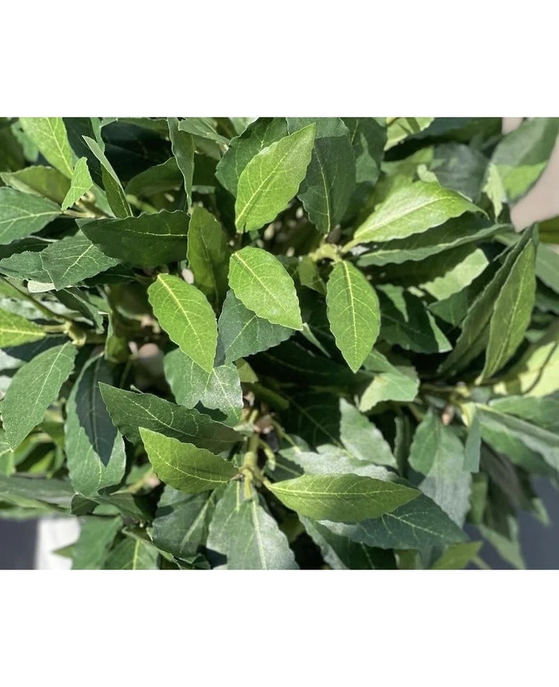 Künstliche Pflanze Lorbeer d40 cm UV