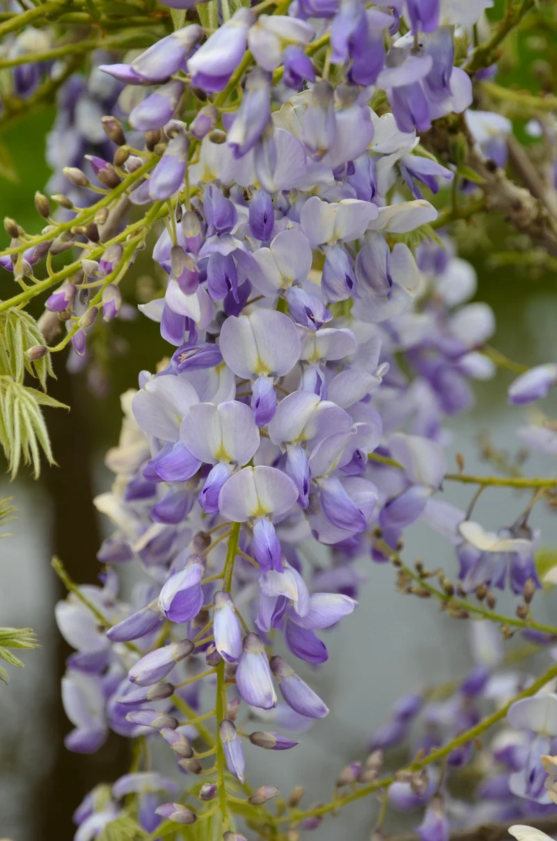 Wisteria sinensis 'Caroline' (Chinesischer Blauregen) (M)
