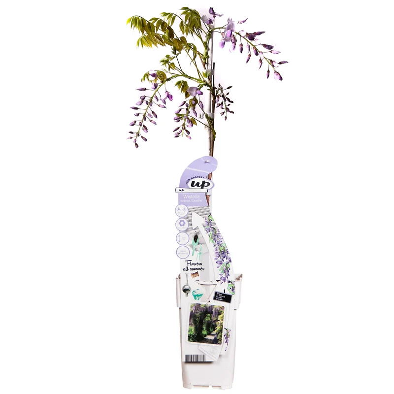 Wisteria sinensis 'Caroline' (Chinesischer Blauregen) (M)