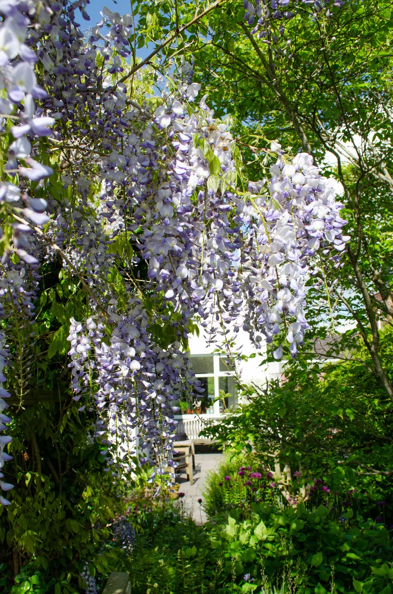 Wisteria sinensis 'Caroline' (Chinesischer Blauregen) (M)