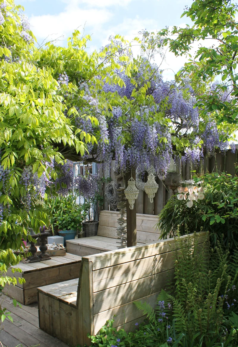 Wisteria sinensis 'Caroline' (Chinesischer Blauregen) (M)