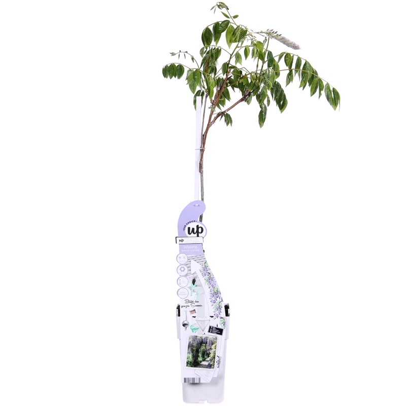 Wisteria sinensis 'Caroline' (Chinesischer Blauregen) (M)