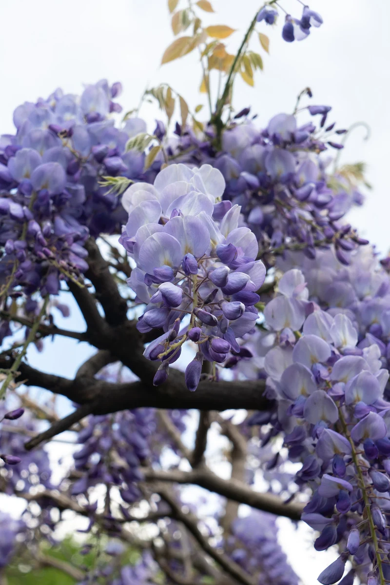 Wisteria macrostachya 'Blue Moon' (Kentucky Blauregen) (M)