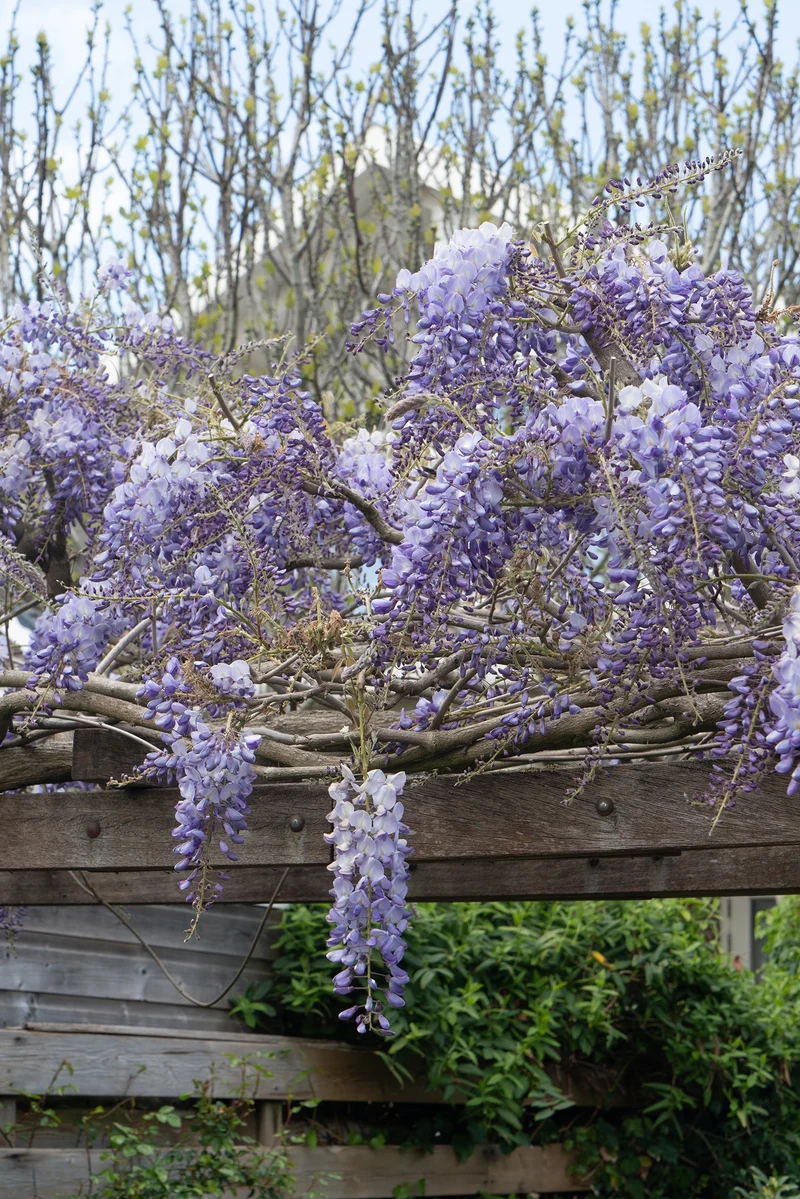 Wisteria macrostachya 'Blue Moon' (Kentucky Blauregen) (M)