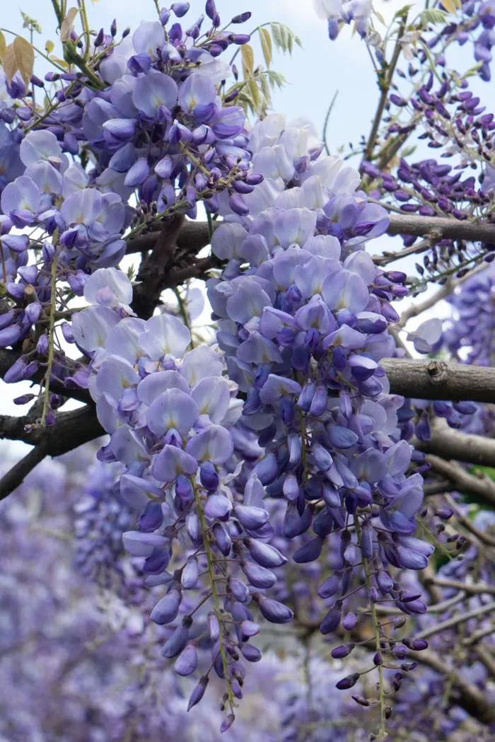 Wisteria frutescens 'Longwood Purple' (Amerikanischer Blauregen) (M)