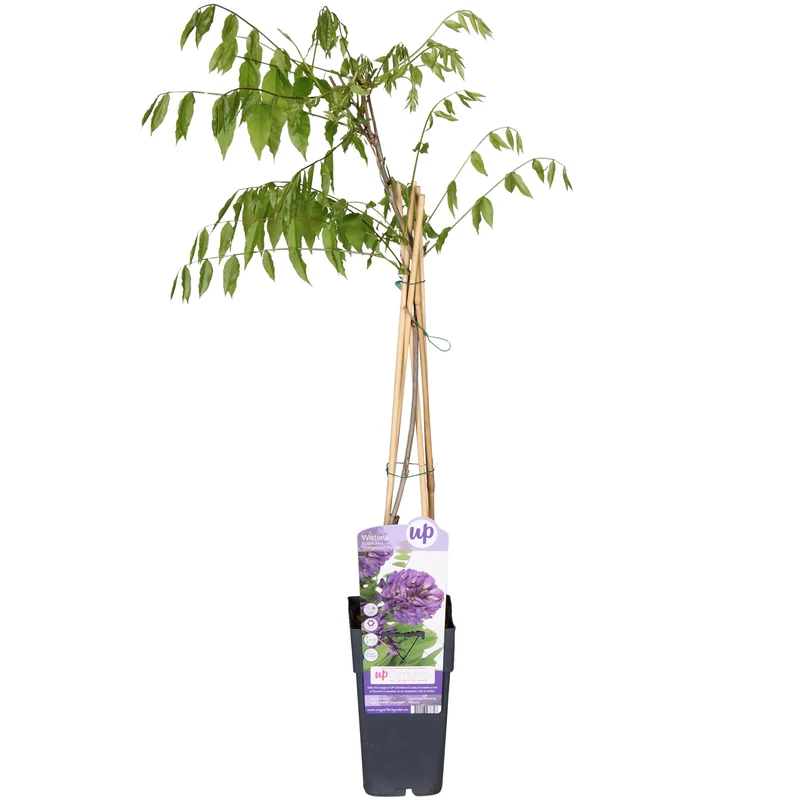 Wisteria frutescens 'Longwood Purple' (Amerikanischer Blauregen) (M)