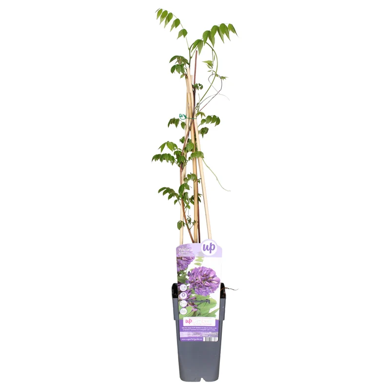 Wisteria frutescens 'Longwood Purple' (Amerikanischer Blauregen) (M)