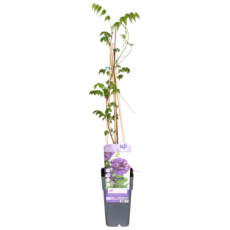 Wisteria frutescens 'Longwood Purple' (Amerikanischer Blauregen) (M)