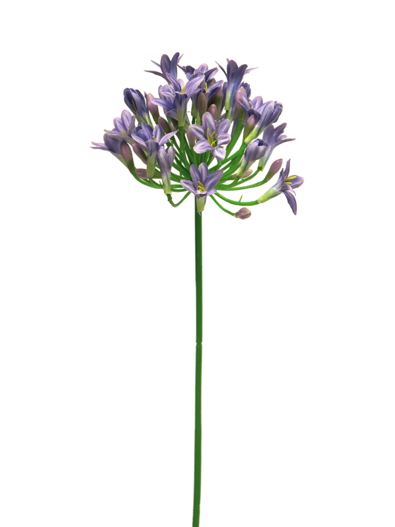 Agapanthus Lady Blue 75 cm