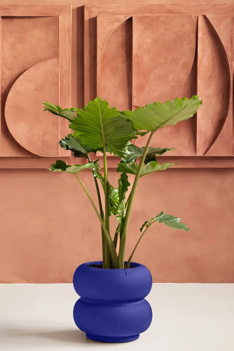Bloempot Elho Amber roll low 40cm Royal Blue
