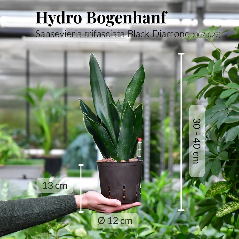 4er Box Hydro Büropflanzen
