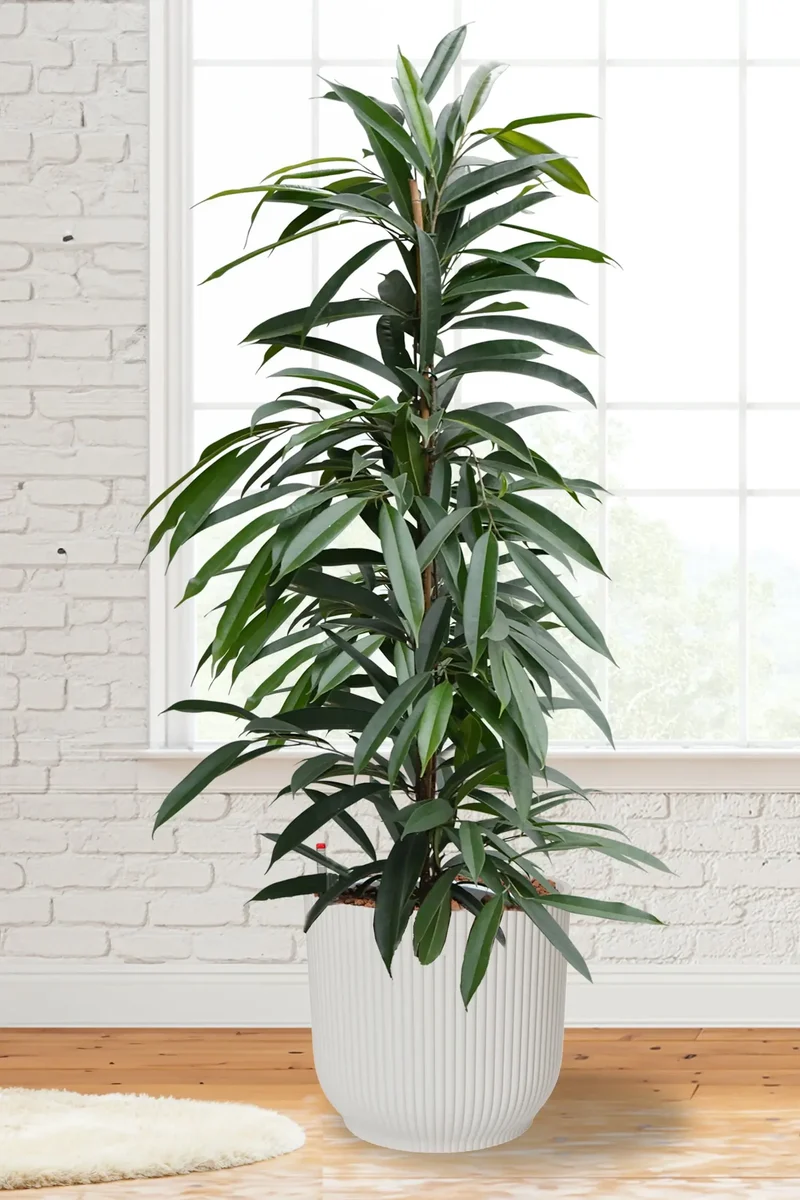 Hydro XXL Ficus Amstel King, 140-160cm