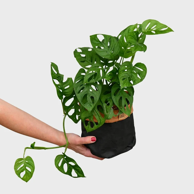 Hydro Monstera Monkey