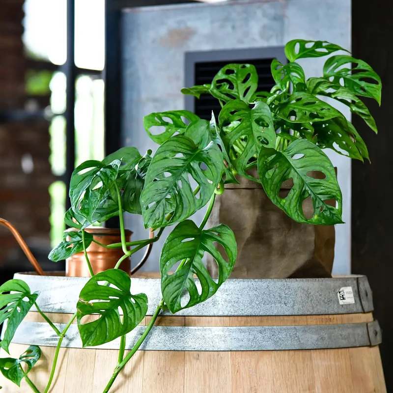 Hydro Monstera Monkey