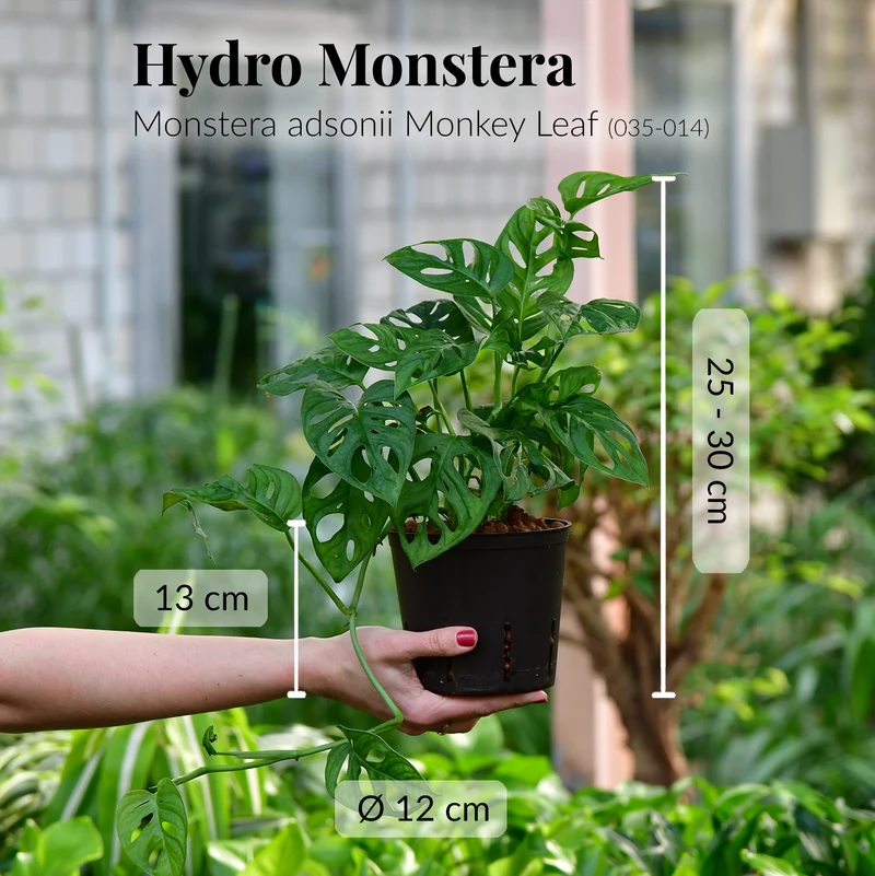 Hydro Monstera Monkey