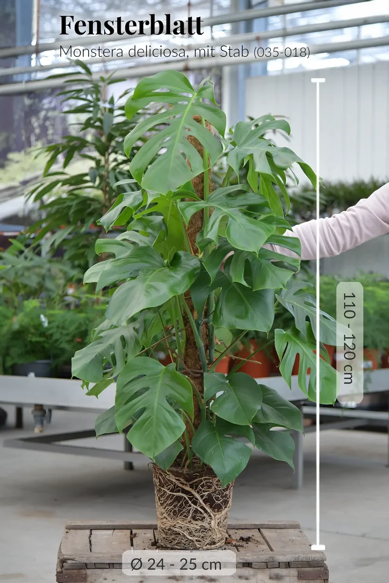 Große Monstera am Stab 110-120cm