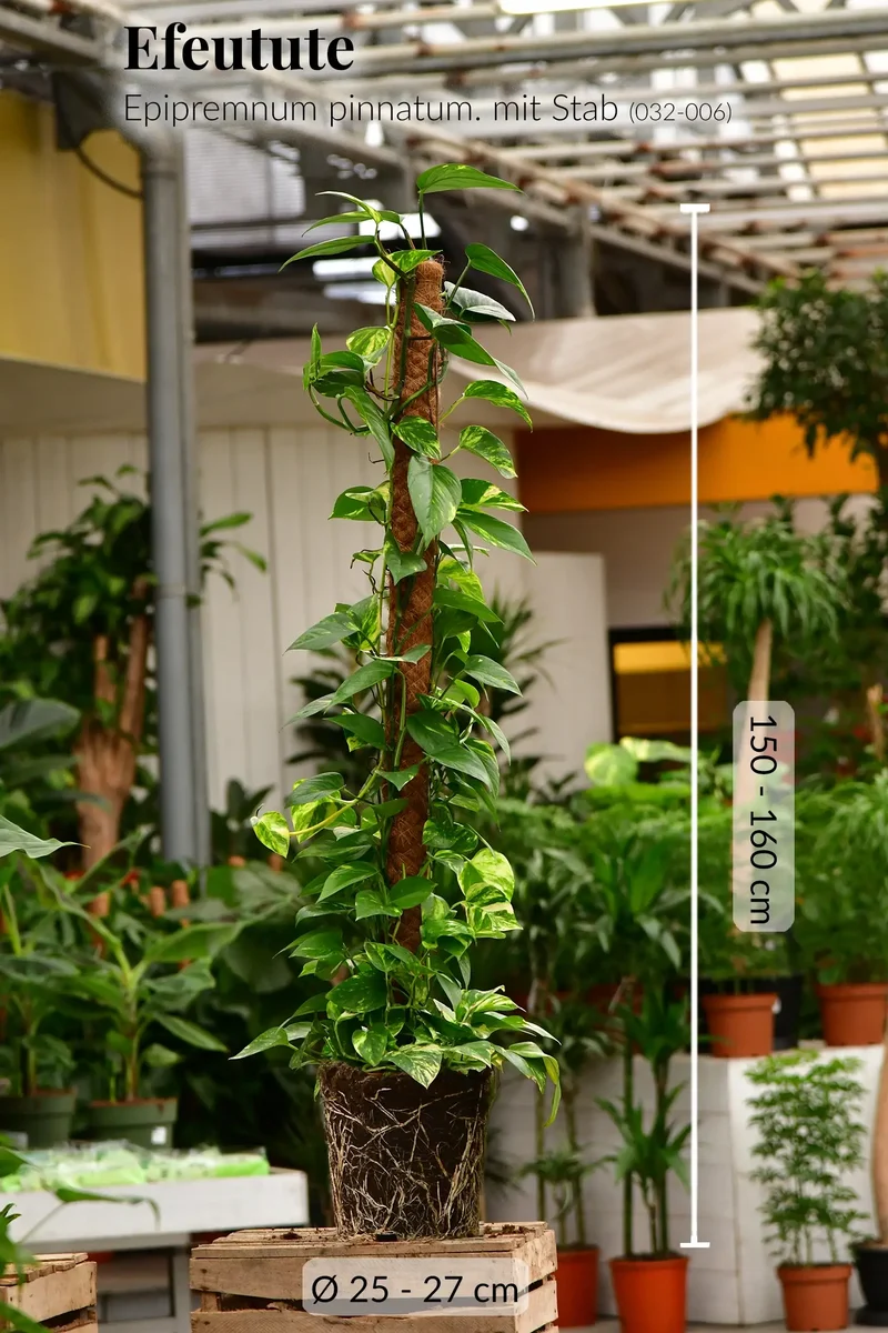 Premium XXL Efeutute am Stab 150-160cm