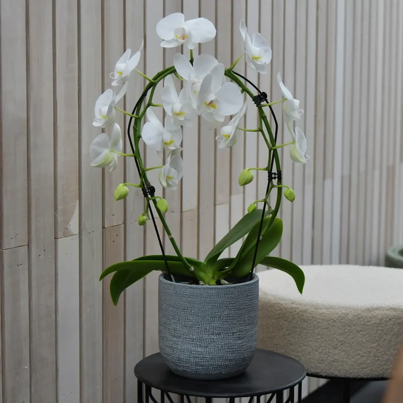 SPECIAL OFFER Magna 14cm
