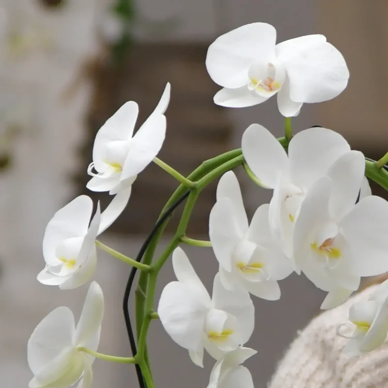 Weißer Orchideen-Bogen