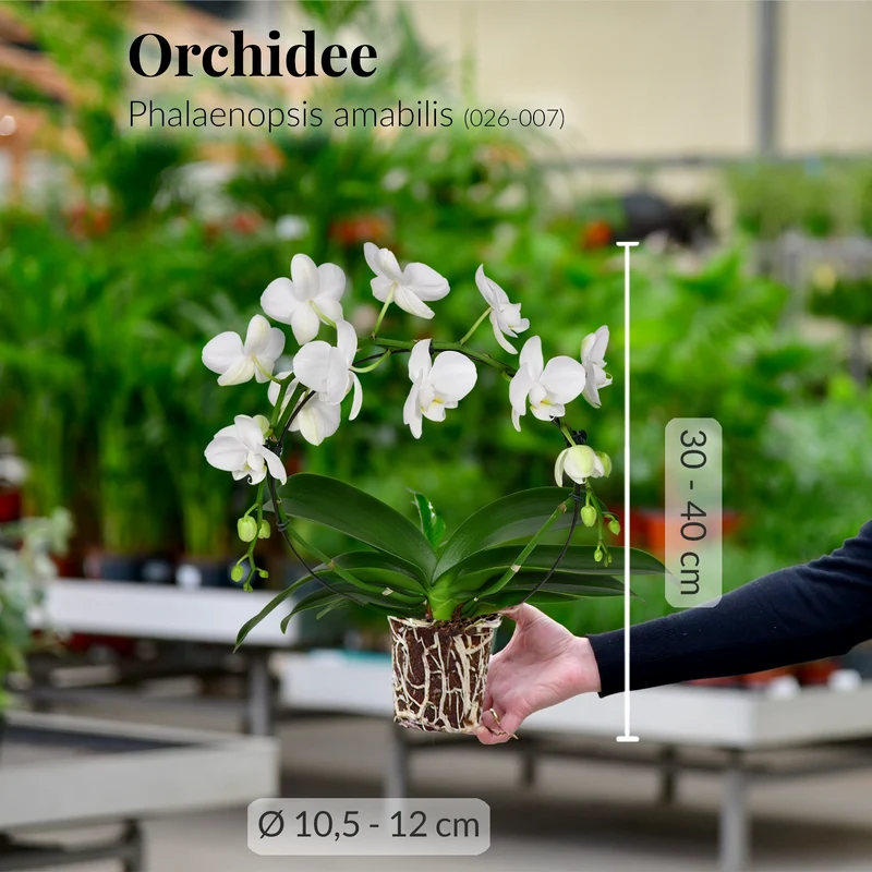 Weißer Orchideen-Bogen