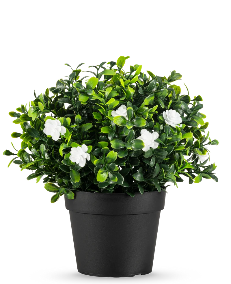 Künstliche Pflanze Pumila im Topf 21cm UV