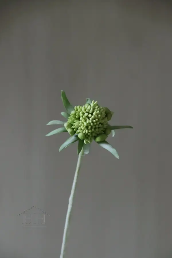 Scabiosa kunstbloem wit - 71 cm
