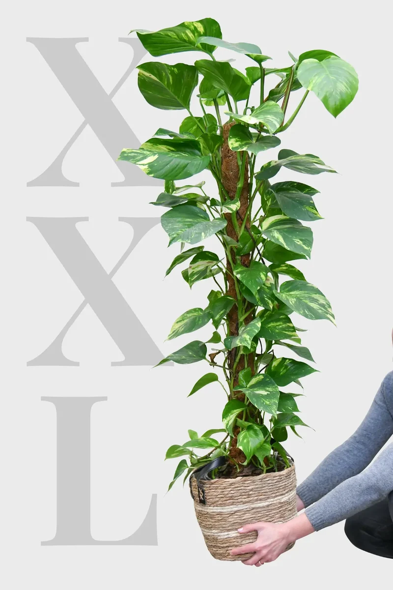XXL Efeutute am Stab 130cm