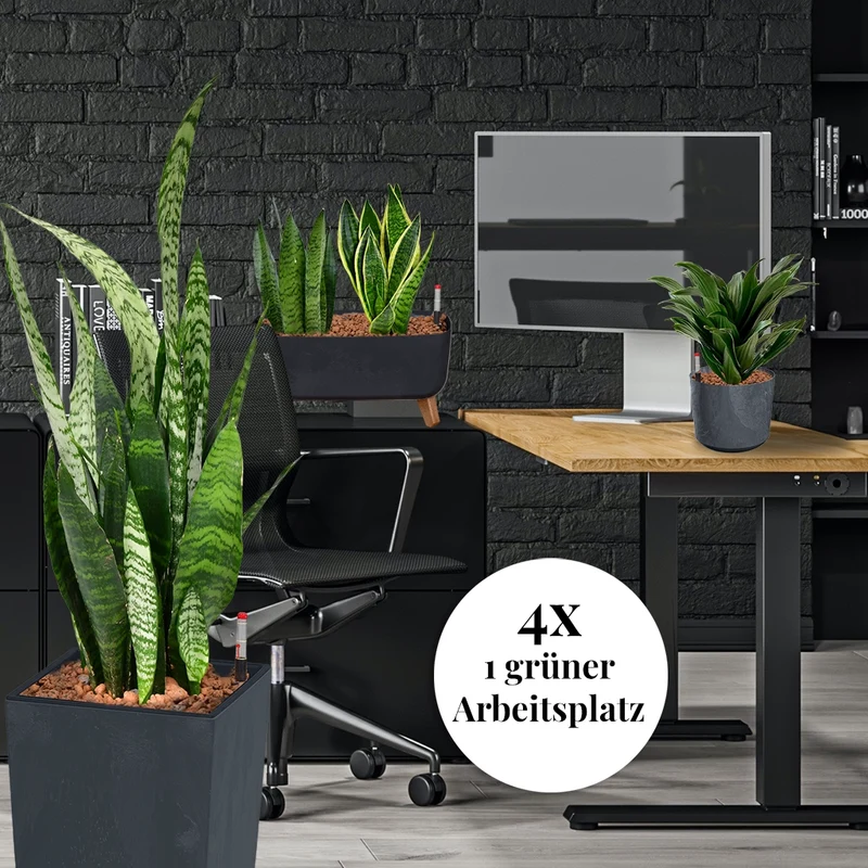 Palettenset InStyle: 16 Büropflanzen in Hydrokultur