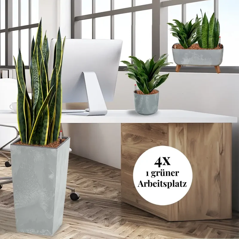 Palettenset InStyle: 16 Büropflanzen in Hydrokultur