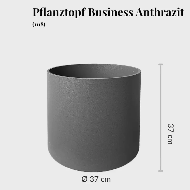 Palettenset Classico: 5 XXL Büropflanzen in Hydrokultur