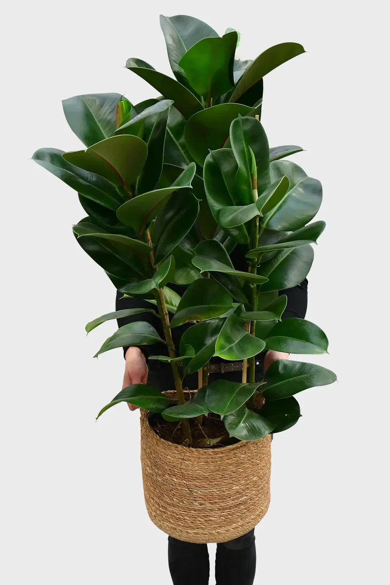 Großer Gummibaum, 100cm