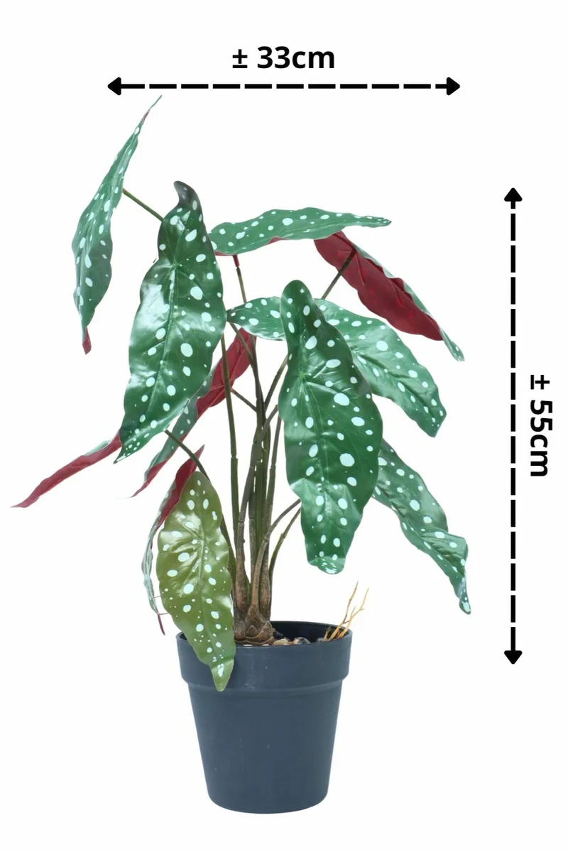 Begonia Maculata Kunstpflanze 55 cm