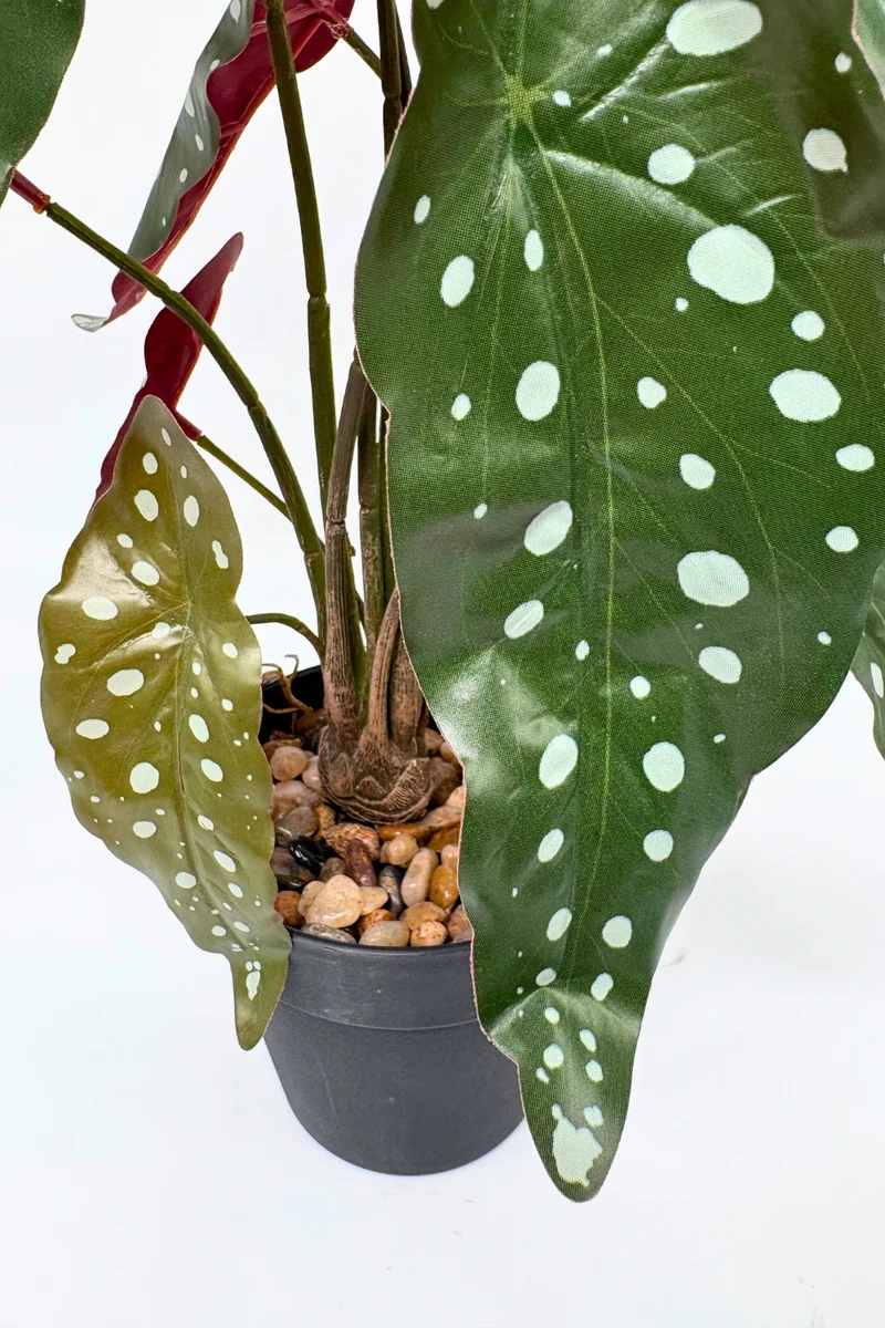Begonia Maculata Kunstpflanze 55 cm