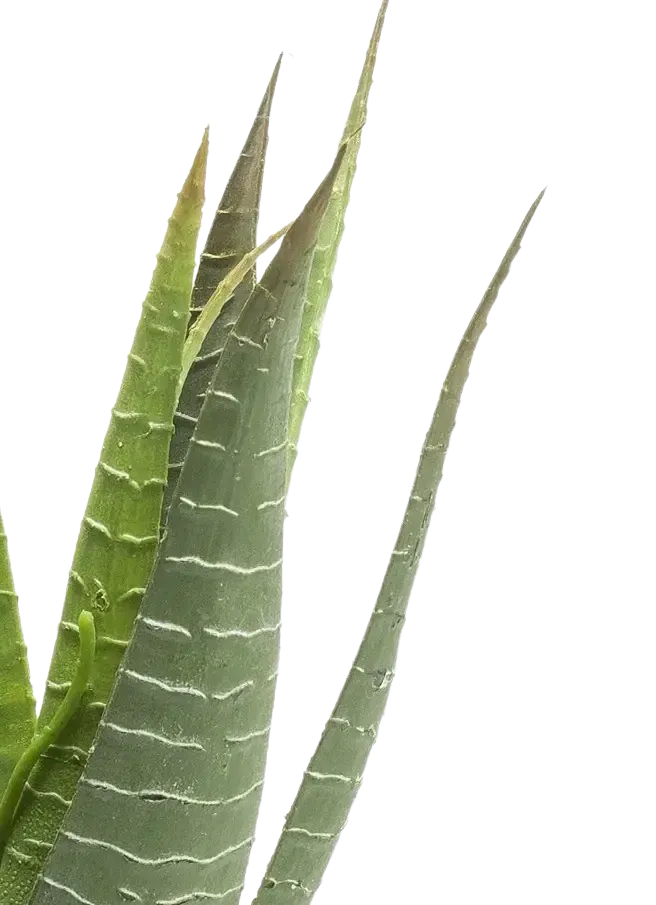 Künstliche Aloe - Patty | 30 cm